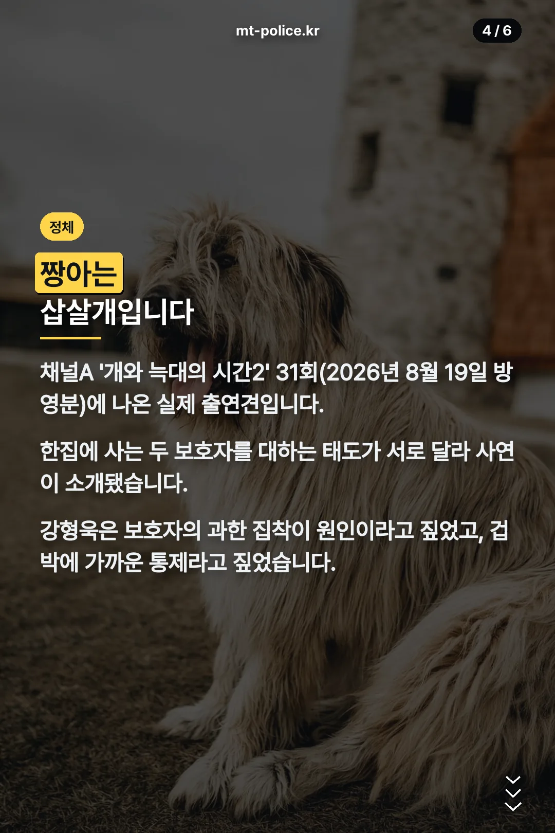짱아 정체