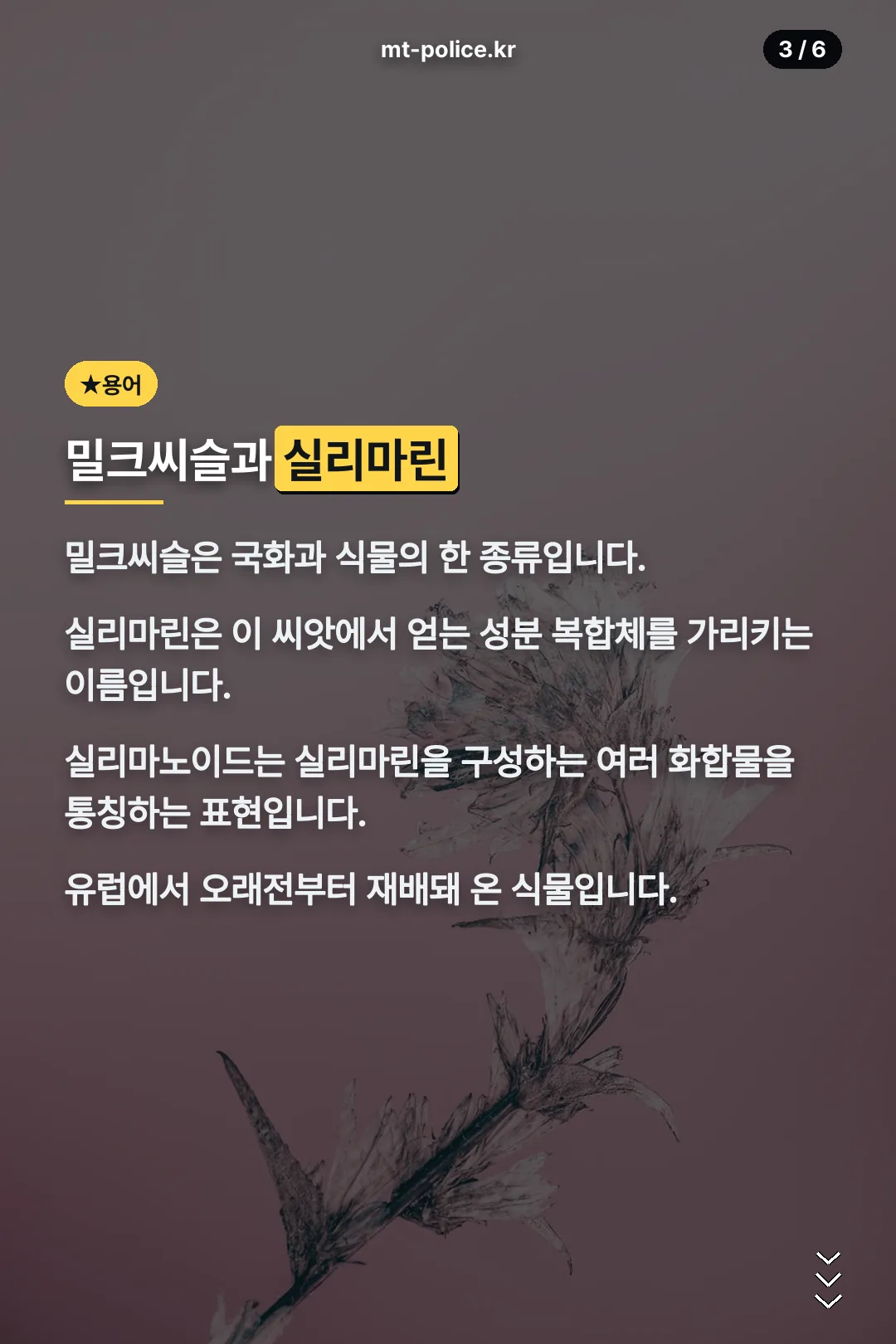 밀크씨슬과 실리마린 용어