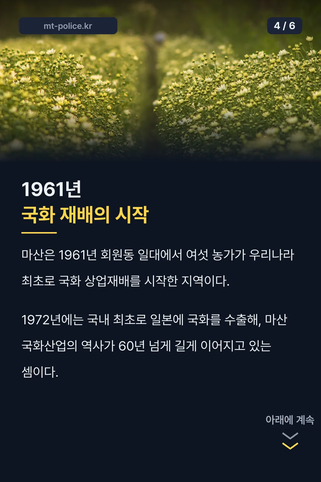 1961년 국화 재배의 시작