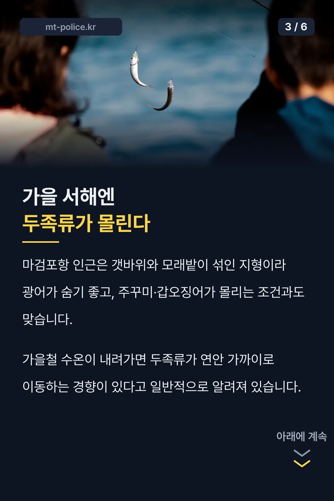 가을 서해 두족류 시즌